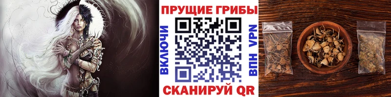 ссылка на мегу зеркало Чернушка Галлюциногенные грибы прущие грибы где купить наркотик